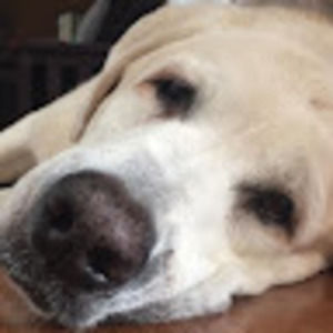 Meet your Posher, Misty